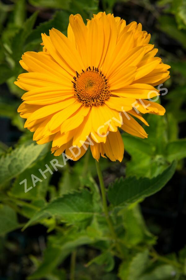 Janeba drsná 'Venus' - Heliopsis helianthoides 'Venus'
