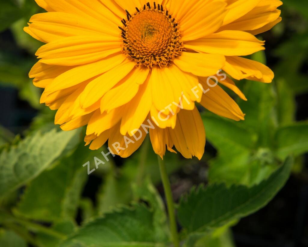 Janeba drsná 'Venus' - Heliopsis helianthoides 'Venus'