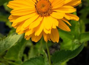 Janeba drsná 'Venus' - Heliopsis helianthoides 'Venus'