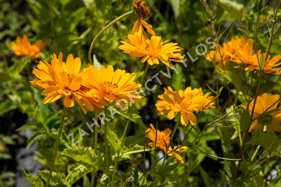 Janeba drsná 'Mars' - Heliopsis helianthoides 'Mars'