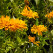 Janeba drsná 'Mars' - Heliopsis helianthoides 'Mars'