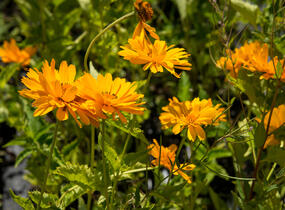 Janeba drsná 'Mars' - Heliopsis helianthoides 'Mars'