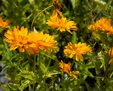 Janeba drsná 'Mars'