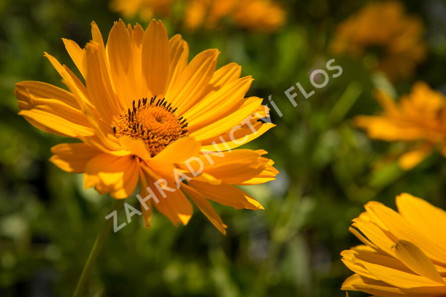 Janeba drsná 'Mars' - Heliopsis helianthoides 'Mars'