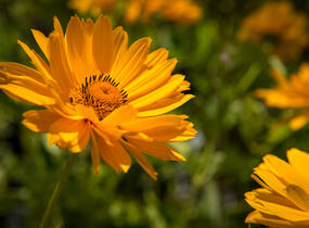 Janeba drsná 'Mars' - Heliopsis helianthoides 'Mars'
