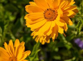 Janeba drsná 'Mars' - Heliopsis helianthoides 'Mars'