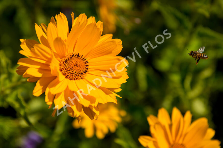 Janeba drsná 'Mars' - Heliopsis helianthoides 'Mars'