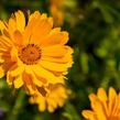 Janeba drsná 'Mars' - Heliopsis helianthoides 'Mars'