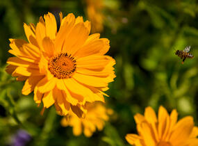 Janeba drsná 'Mars' - Heliopsis helianthoides 'Mars'