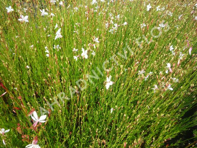 Svíčkovec 'Summer Breeze' - Gaura lindheimeri 'Summer Breeze'