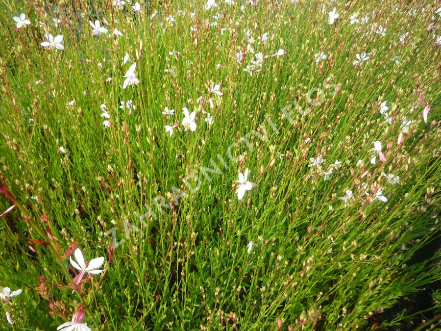 Svíčkovec 'Summer Breeze' - Gaura lindheimeri 'Summer Breeze'