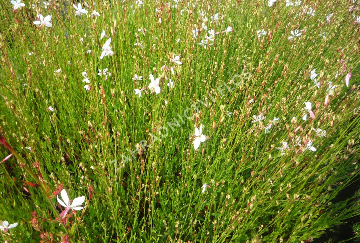Svíčkovec 'Summer Breeze' - Gaura lindheimeri 'Summer Breeze'
