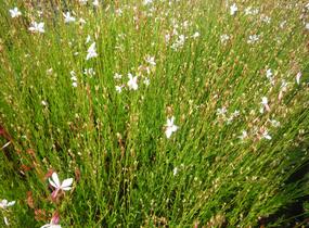 Svíčkovec 'Summer Breeze' - Gaura lindheimeri 'Summer Breeze'