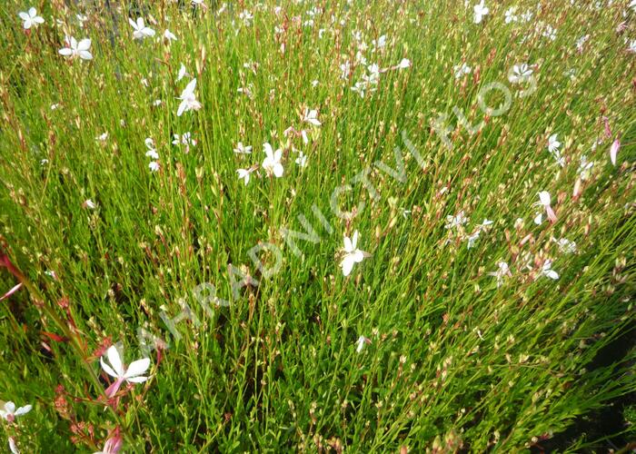 Svíčkovec 'Summer Breeze' - Gaura lindheimeri 'Summer Breeze'