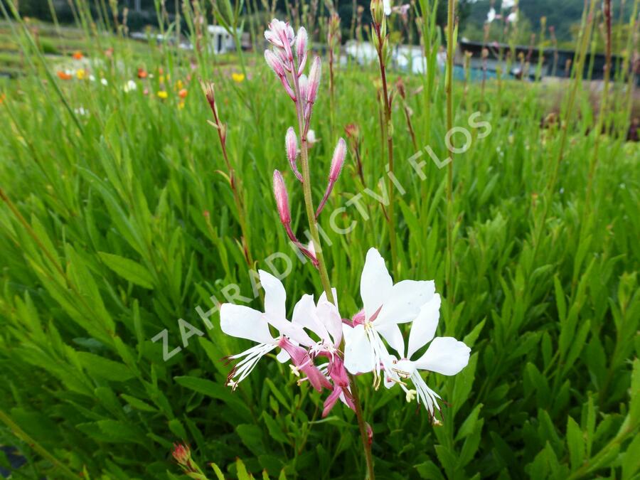 Svíčkovec 'Summer Breeze' - Gaura lindheimeri 'Summer Breeze'