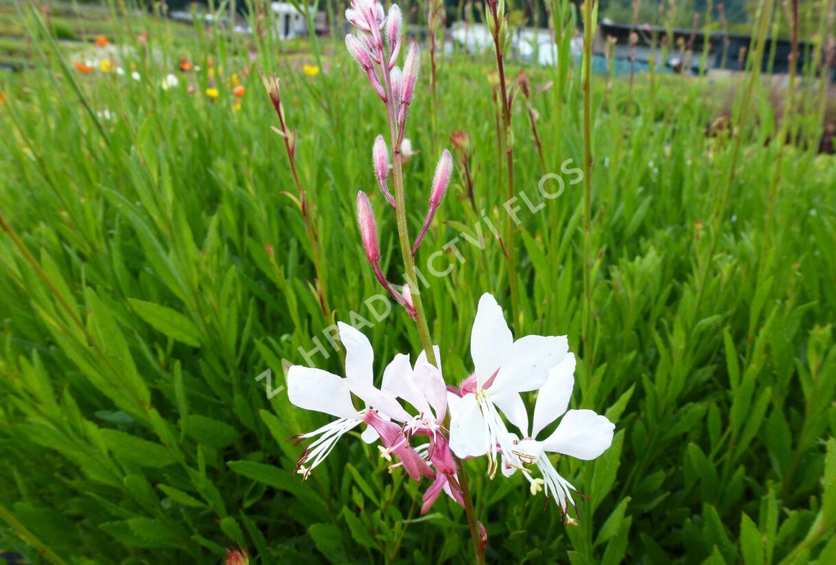 Svíčkovec 'Summer Breeze' - Gaura lindheimeri 'Summer Breeze'