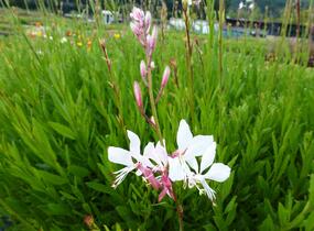Svíčkovec 'Summer Breeze' - Gaura lindheimeri 'Summer Breeze'