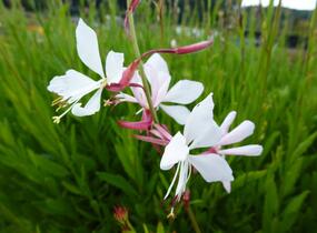 Svíčkovec 'Summer Breeze' - Gaura lindheimeri 'Summer Breeze'