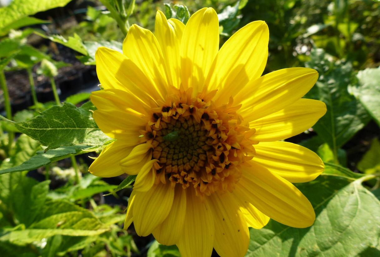 Slunečnice 'Capenoch Star' - Helianthus decapetalus 'Capenoch Star'