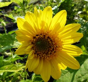 Slunečnice 'Capenoch Star' - Helianthus decapetalus 'Capenoch Star'