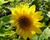 Slunečnice 'Capenoch Star'