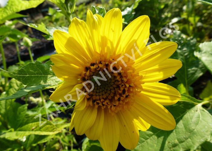 Slunečnice 'Capenoch Star' - Helianthus decapetalus 'Capenoch Star'