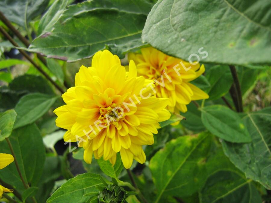 Slunečnice 'Loddon Gold' - Helianthus decapetalus 'Loddon Gold'