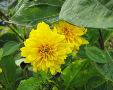 Slunečnice 'Loddon Gold'