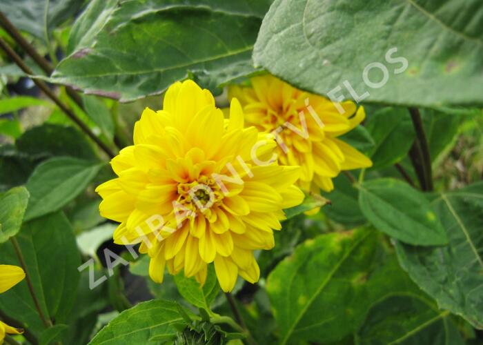 Slunečnice 'Loddon Gold' - Helianthus decapetalus 'Loddon Gold'