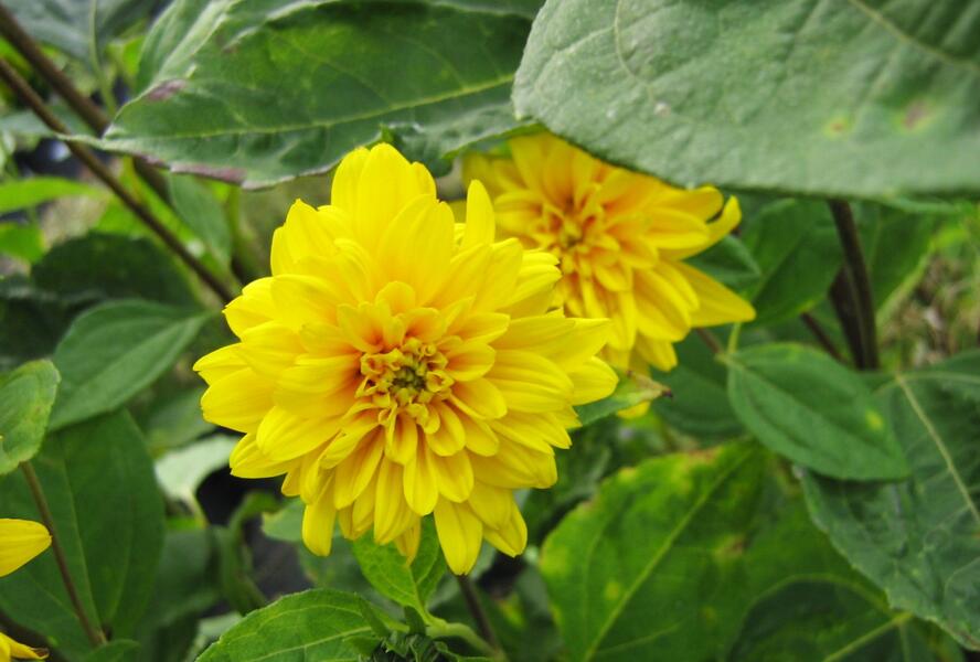 Slunečnice 'Loddon Gold' - Helianthus decapetalus 'Loddon Gold'