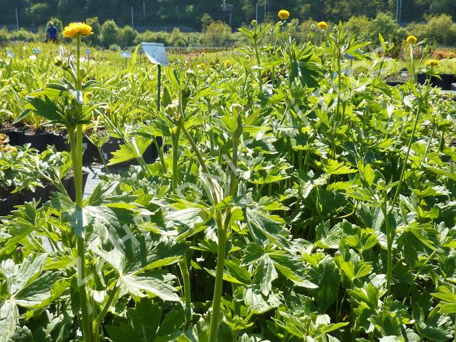 Pryskyřník prudký 'Multiplex' - Ranunculus acris 'Multiplex'