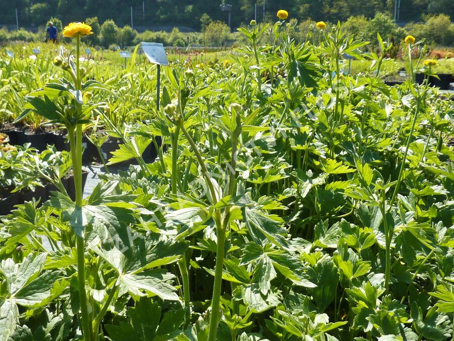 Pryskyřník prudký 'Multiplex' - Ranunculus acris 'Multiplex'