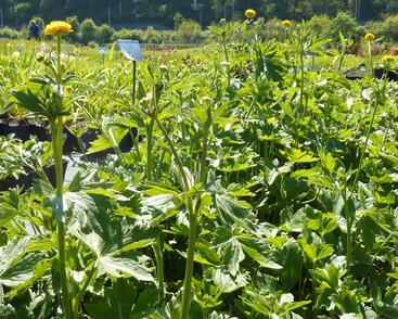 Pryskyřník prudký 'Multiplex'