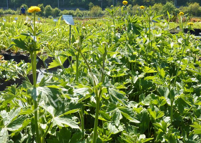 Pryskyřník prudký 'Multiplex' - Ranunculus acris 'Multiplex'