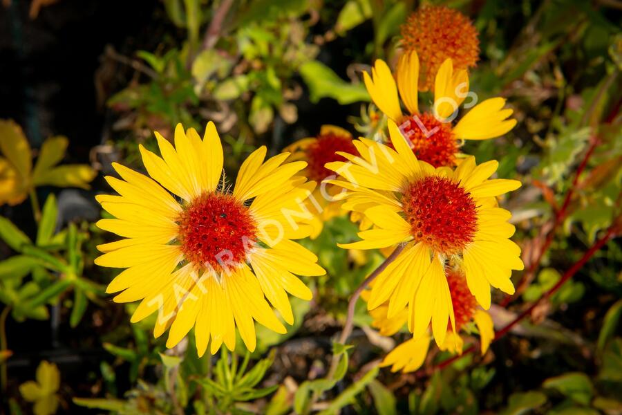 Kokarda osinatá 'Amber Wheels' - Gaillardia aristata 'Amber Wheels'