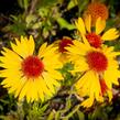 Kokarda osinatá 'Amber Wheels' - Gaillardia aristata 'Amber Wheels'