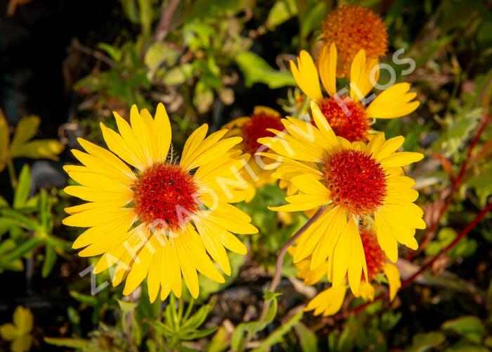 Kokarda osinatá 'Amber Wheels' - Gaillardia aristata 'Amber Wheels'