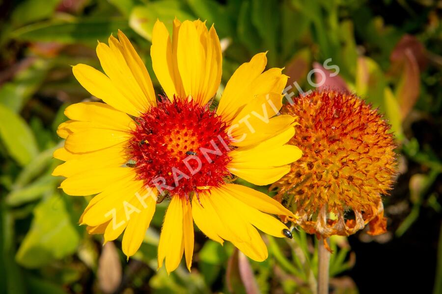 Kokarda osinatá 'Amber Wheels' - Gaillardia aristata 'Amber Wheels'