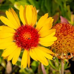 Kokarda osinatá 'Amber Wheels' - Gaillardia aristata 'Amber Wheels'