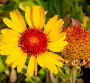 Kokarda osinatá 'Amber Wheels' - Gaillardia aristata 'Amber Wheels'