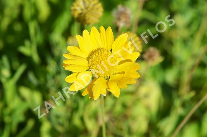 Kokarda osinatá 'Maxima Aurea' - Gaillardia aristata 'Maxima Aurea'