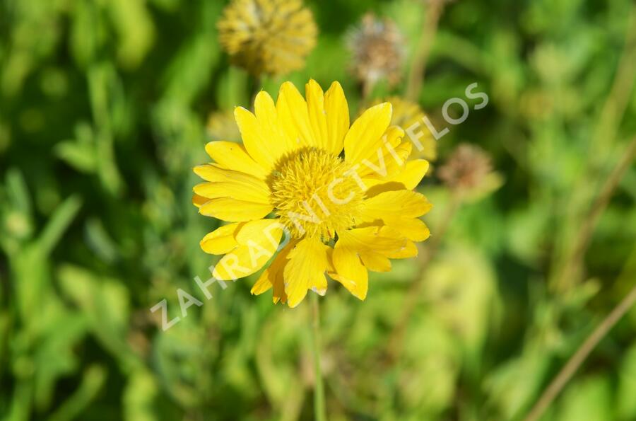 Kokarda osinatá 'Maxima Aurea' - Gaillardia aristata 'Maxima Aurea'