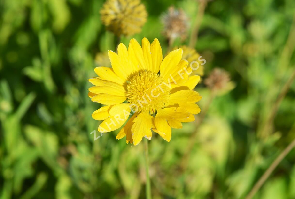 Kokarda osinatá 'Maxima Aurea' - Gaillardia aristata 'Maxima Aurea'