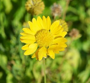 Kokarda osinatá 'Maxima Aurea' - Gaillardia aristata 'Maxima Aurea'