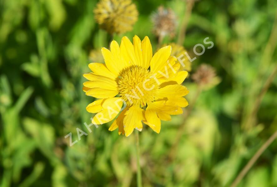 Kokarda osinatá 'Maxima Aurea' - Gaillardia aristata 'Maxima Aurea'