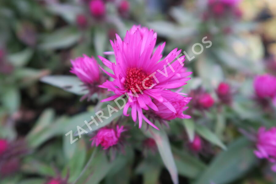 Hvězdnice novobelgická 'Vibrant Dome' - Aster novae-angliae 'Vibrant Dome'