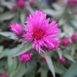 Hvězdnice novobelgická 'Vibrant Dome' - Aster novae-angliae 'Vibrant Dome'