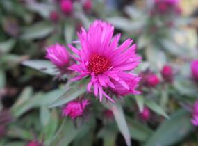 Hvězdnice novobelgická 'Vibrant Dome' - Aster novae-angliae 'Vibrant Dome'