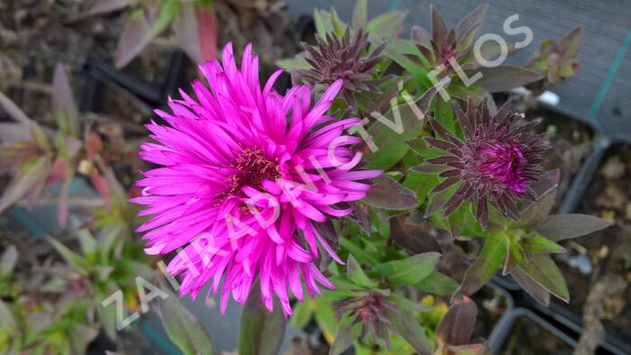 Hvězdnice novobelgická 'Vibrant Dome' - Aster novae-angliae 'Vibrant Dome'