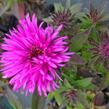 Hvězdnice novobelgická 'Vibrant Dome' - Aster novae-angliae 'Vibrant Dome'